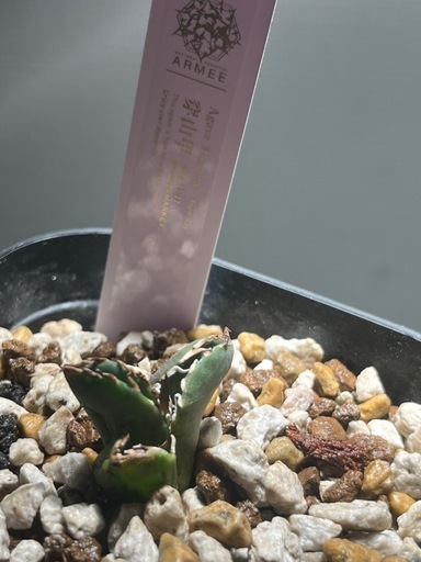 【最終値下げ】アガベ　穿山甲　lize産　センザンコウ　検索）　チタノタ　オテロイ　多肉植物