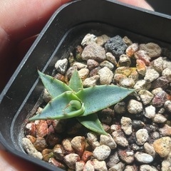 アガベ ゼブラスクエアトゥース