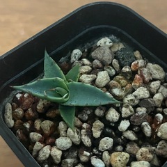 アガベ ゼブラスクエアトゥース