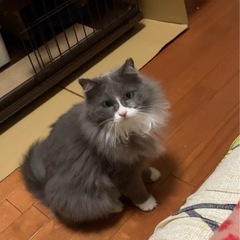 里親様募集・お外で7年暮らした子に愛情を下さい❤️
