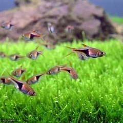 ラスボラ熱帯魚