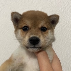 柴犬