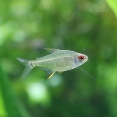 レモンテトラ、ネオンテトラ熱帯魚