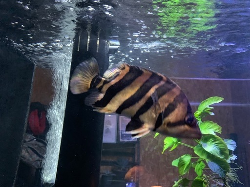 ダトニオ片側リアルバンド　