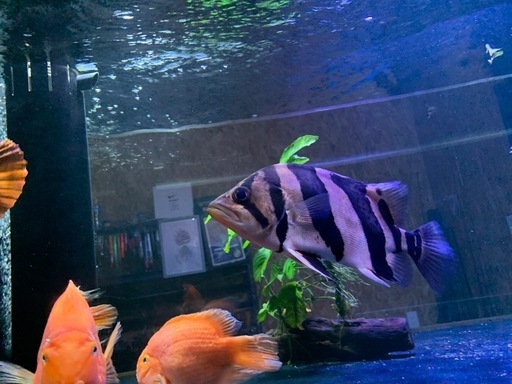 ダトニオ片側リアルバンド　