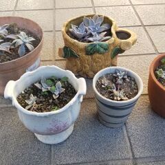 ○観葉植物4点