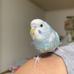 セキセイインコ　メス　1歳