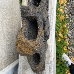 野草につかっていた　天然岩、鉢の画像