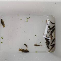 台湾金魚　琉球闘魚19匹