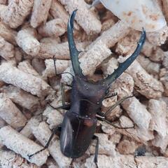メタリフェルホソアカクワガタ♂♀ペア