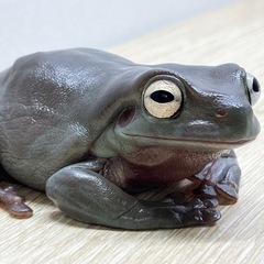 イエアメガエル 6cm 性別不明