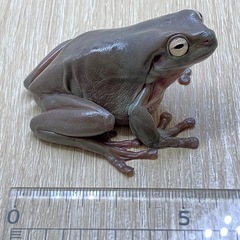 イエアメガエル 6cm 性別不明の画像