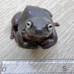 イエアメガエル 6cm 性別不明の画像