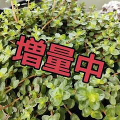 【水槽関連】ロタラMix⑩