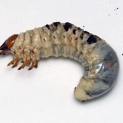 冬のむし探検隊