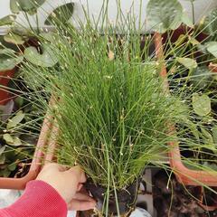 【水槽関連】エレオカリス　クシングア①の画像