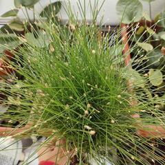 【水槽関連】エレオカリス　クシングア①の画像