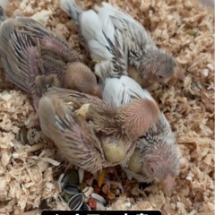 シナモン文鳥2羽雛います。