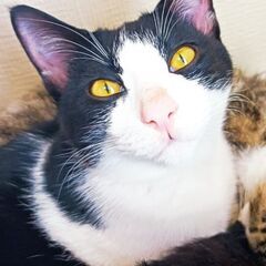 ツンデレで食いしん坊な王子💤