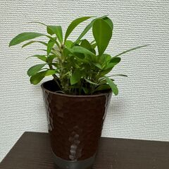 ダイソーの小さな観葉植物