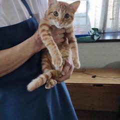 【一旦停止】茶トラ、メス、6カ月