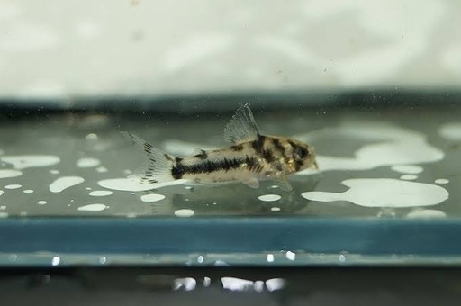 【期間限定セール】コリドラス　ボエセマニー　幼魚