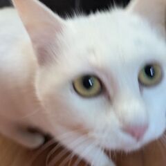 急募！真っ白な人馴れ抜群のゴロゴロ子猫です