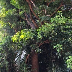 ✨🌳自然の中で過ごしたい方へご案内🌳✨2000縁