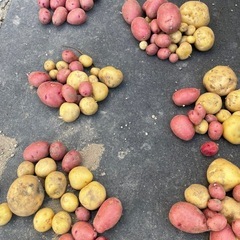 有機栽培！無農薬野菜！の画像