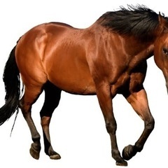 競馬・競輪サークル　ライングループ　募集