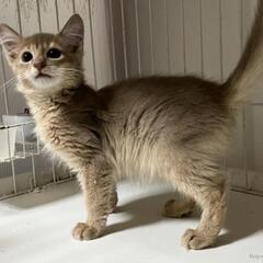 ソマリ　やさしい子猫　3か月