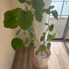 フィカスウンベラータ　1.3mの画像