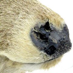 北海道 千歳市  鹿 剥製 ハンティングトロフィー 鹿角 オブジェ ディスプレイ 壁掛け シカ 店頭でのお受渡し大歓迎の画像