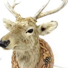 北海道 千歳市  鹿 剥製 ハンティングトロフィー 鹿角 オブジェ ディスプレイ 壁掛け シカ 店頭でのお受渡し大歓迎の画像