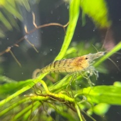 12/19投稿 ミナミヌマエビ 50匹②の画像