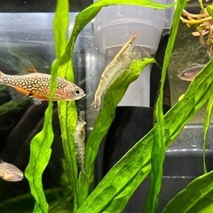 12/19投稿 ミナミヌマエビ 50匹②の画像