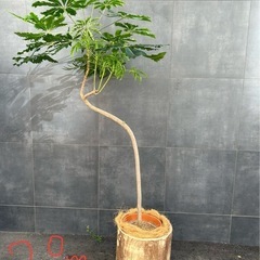 観葉植物アラレア2.0m