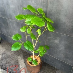 観葉植物ウンベラータ1.3m