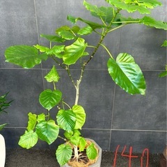 観葉植物ウンベラータ1.4m
