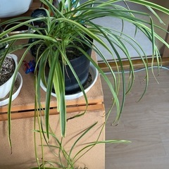 オリヅルラン