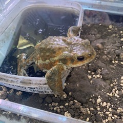 ミヤコヒキガエル特大