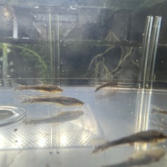 熱帯魚　オトシンネグロ(3匹/2.5cm前後)