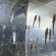 熱帯魚　オトシンネグロ(3匹/2.5cm前後)の画像
