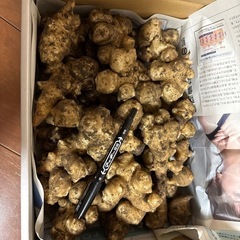 菊芋　土付き