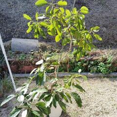 国産　アボカドの木