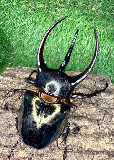 フィリピン便　アトラスオオカブト　インターメディアツヤクワガタ