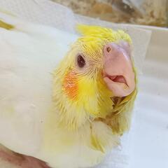 オカメインコ12月17日入荷です。