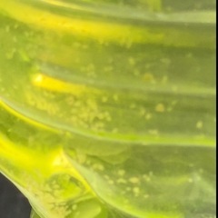生き餌　産卵促進　タマミジンコ 　約３０００匹　１ｇ以上　プラス増量　おまけ付き　メダカ　金魚　熱帯魚　稚魚　栄養食の画像
