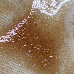 生き餌　産卵促進　タマミジンコ 　約３０００匹　１ｇ以上　プラス増量　おまけ付き　メダカ　金魚　熱帯魚　稚魚　栄養食の画像