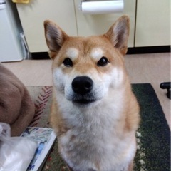 柴犬　メス　賢い子